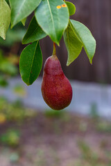 Ripe pear hanging on fruit tree branch among green leaves with disease spots, close up in summer garden
