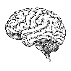 human brain vector line art hand drawn illustration
