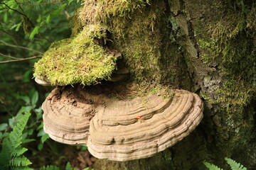 Moss growing on layered bracket fungi on tree trunk