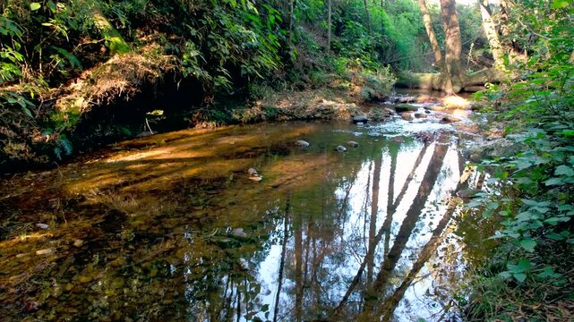 Calm freshwater babbling brook running through forest with lush vegetation