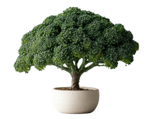 An artistic representation of broccoli shaped as a miniature bonsai tree cultivated in a ceramic pot against a solid black background suitable for various design projects.