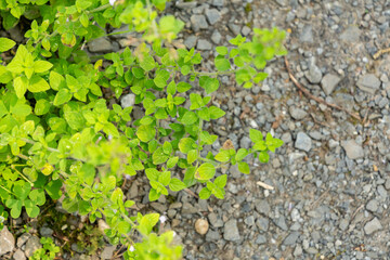 Lesser calamint or Clinopodium Nepeta plant in Zurich in Switzerland 6.8.2025