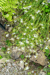 Branched St Bernards lily or Anthericum Ramosum plant in Zurich in Switzerland 6.8.2025