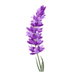 Obraz premium Minimal 2D flat vector of a Lavender Flower, icon-style illustration on a white background