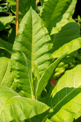 Cultivated tobacco or Nicotiana Tabacum plant in Zurich in Switzerland 6.8.2025