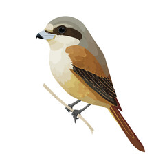 Shrike, 2D flat vector illustration in icon style, isolated on a white background
