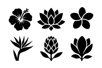 Tropical flower icons in black silhouette style: hibiscus, lotus, plumeria, bird of paradise, protea, and magnolia.