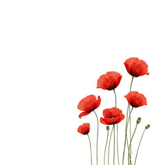 Crimson floral elegance delicate poppy arrangement on black backdrop simple design