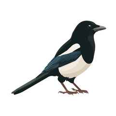 Magpie, 2D flat vector illustration in icon style, isolated on a white background