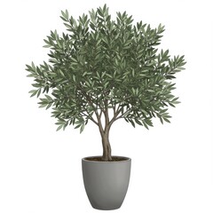Potted Olive Tree Isolated on White Background in Gray Ceramic Pot Interior Design