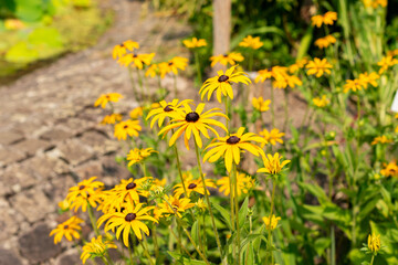 Orange coneflower or Rudbeckia Fulgida var Sullivantii plant in Zurich in Switzerland 6.8.2025