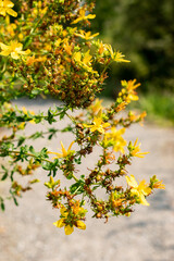 Saint Johns wort or Hypericum Perforatum plant in Zurich in Switzerland 6.8.2025