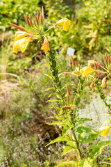 Yellow evening primerose or Oenothera Flava plant in Zurich in Switzerland 6.8.2025