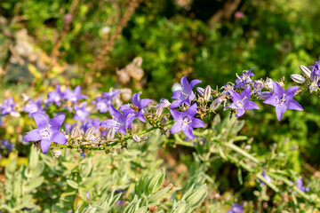 Chimney bellflower or Campanula Pyramidalis plant in Zurich in Switzerland 6.8.2025