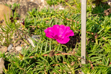 Mexican rose or Portulaca Grandiflora plant in Zurich in Switzerland 6.8.2025