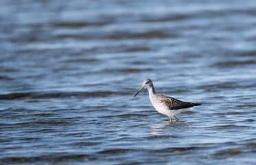 Common sandpiper on the beach