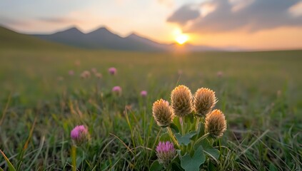Blooming wild thistles in mountain meadow at sunset, golden sunlight illuminating spiky flowers against dramatic sky and mountain silhouettes in background.