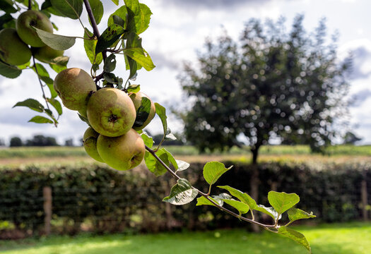A cluster of apples hangs from a tree branch with a blurred background of other trees and a field. The lighting highlights the textures of the leaves and fruit.