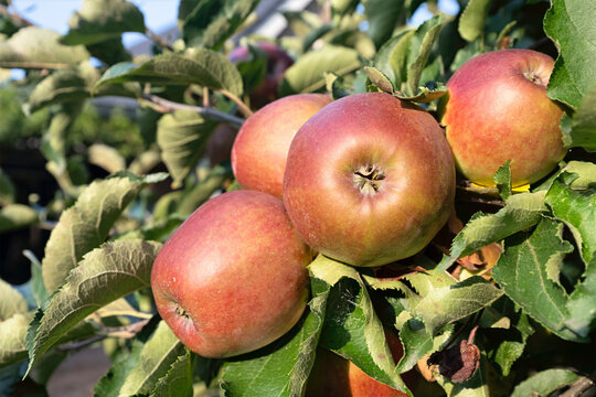 A cluster of ripe apples hangs from a tree branch, surrounded by green leaves. Sunlight highlights their red and yellow hues.