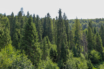 Fototapeta premium Forest thickets with tall spruces and other trees reaching for the sky create a sense of tranquility and grandeur. A path meandering among the trees invites you into the depths of this picturesque nat