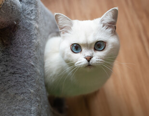 Adorable Ragdoll Cat with Blue Eyes