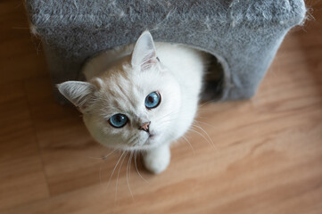 Adorable Ragdoll Cat with Blue Eyes