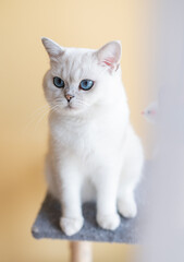 Adorable Ragdoll Cat with Blue Eyes