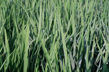 Sharp green rice plant with dew drops. Beautiful landscape of rice plants in the morning. Natural greenery background. Growth of rice grain field. Wallpaper textured backgrounds.
