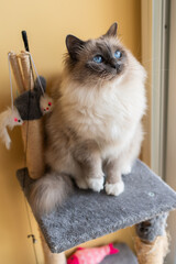Sacred Birman Cat with Deep Blue Eyes