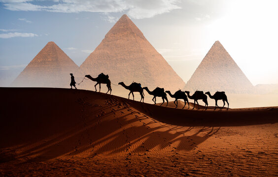 Camel caravan in front of the Great pyramid of Giza complex - Cairo, Egypt
