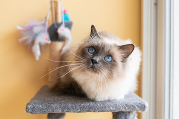 Sacred Birman Cat with Deep Blue Eyes