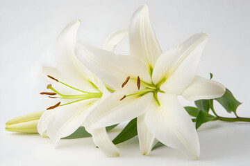 Obraz premium Beautiful White Lily Flowers Isolated on a Clean White Background.