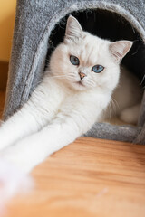 Adorable Ragdoll Cat with Blue Eyes