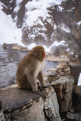 Group of Japanese snow monkeys relaxing in a hot spring during winter in Nagano, Japan. Wildlife macaques enjoying warmth in snowy mountains, symbolizing nature, culture, travel, and harmony.