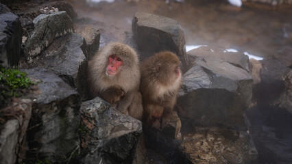 A Japanese snow monkey mother cuddles her baby while sitting on hot spring rocks in Nagano, Japan....
