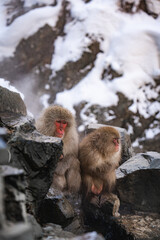 Obraz premium A Japanese snow monkey mother cuddles her baby while sitting on hot spring rocks in Nagano, Japan. Their bond highlights maternal love, warmth, and survival in the harsh winter wilderness.