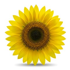 Fototapeta premium Close up of a bright yellow sunflower with a dark center, isolated on a clean white background, showcasing its natural beauty and vibrant petals