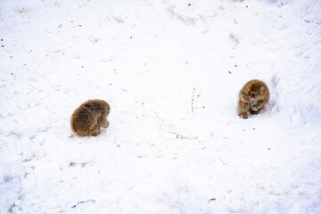 A Japanese snow monkey walks across a snowy landscape in Nagano, Japan. Captured in its natural winter habitat, the macaque symbolizes resilience, adaptation, and the harmony of wildlife with nature.