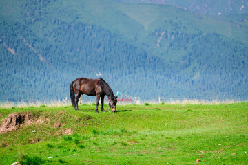 Obraz premium herd of horses