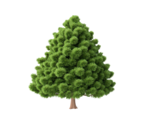 A vibrant green evergreen tree illustration designed with detailed foliage shows a three-dimensional presentation of a coniferous tree isolated on transparent background as a png.