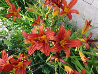 Fototapete bei efototapeten.de bestellen   