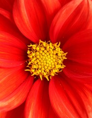 Close-up of a vibrant red dahlia flower, showcasing the central yellow disc