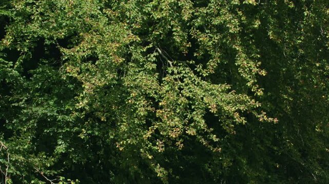 beech tree full of nuts in autumn