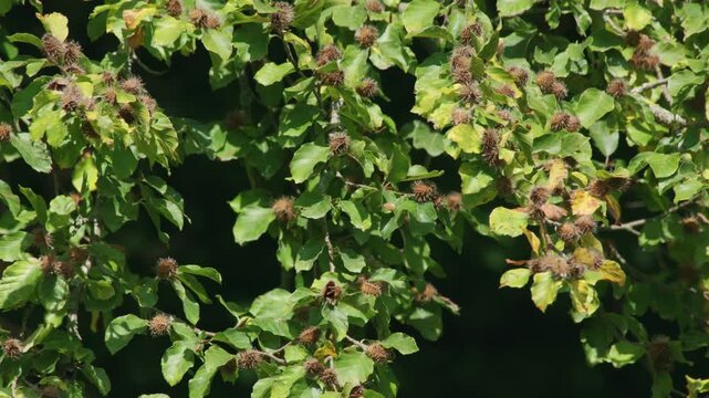 autumn branch full of beechnuts