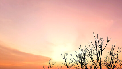 Serene Sunset and Bare Trees: The image captures the tranquil essence of nature, presenting a gradient of warm hues.