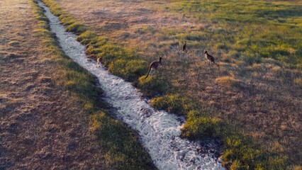 Four kangaroos are hopping and walking along a narrow, light-colored path in a serene grassland. The peaceful outdoor scene captures the tranquility of nature during the daytime.