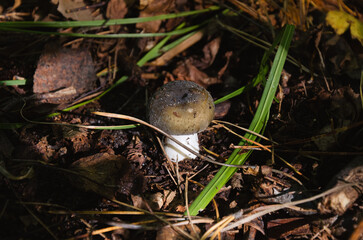  Small russula mushroom growing in autumn forest