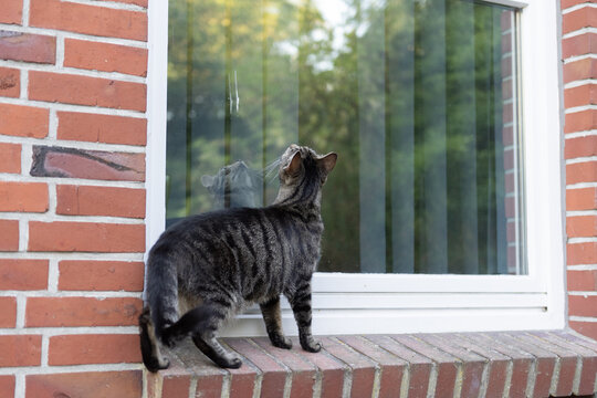 Neugierige getigerte Katze auf dem Fenstersims