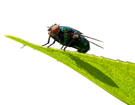 Botfly on Leaf, Angled Perspective, isolated