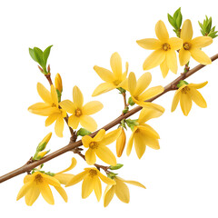 Vibrant golden forsythia branch with yellow blooms and green leaves sprinkled with buds isolated on transparent background ready for any design